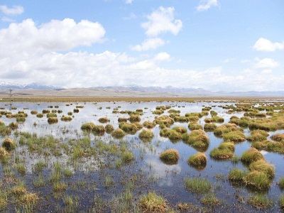 沼泽地被称为地球什么,沼泽生态系统属于什么系统图2