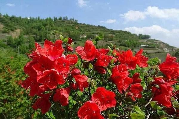 映山红花怎么养,映山红怎样种植和养护图1