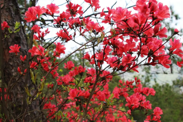 映山红花怎么养,映山红怎样种植和养护图5