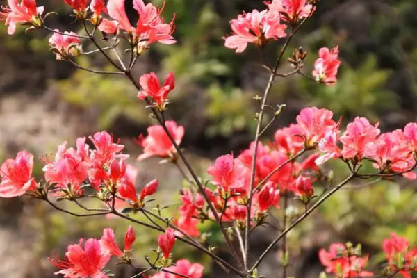 映山红花怎么养,映山红怎样种植和养护图6