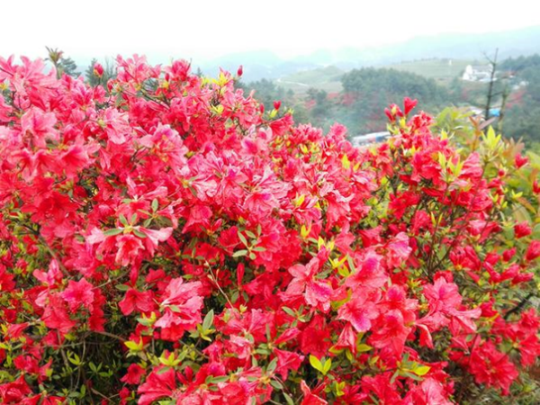 映山红花怎么养,映山红怎样种植和养护图7