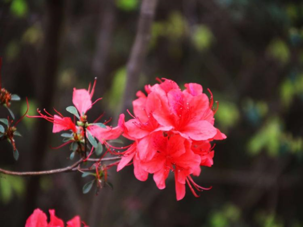 映山红花怎么养,映山红怎样种植和养护图8