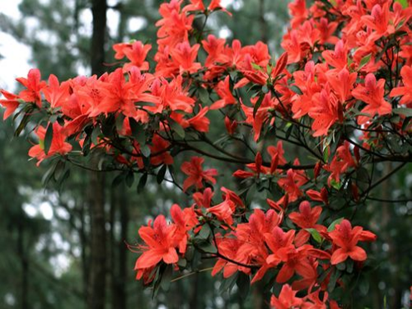 映山红花怎么养,映山红怎样种植和养护图12