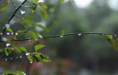 关于秋天雨的句子,描写秋天的雨优美句子摘抄图2