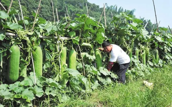 种冬瓜喜欢什么肥,冬瓜挂果施什么肥好图11