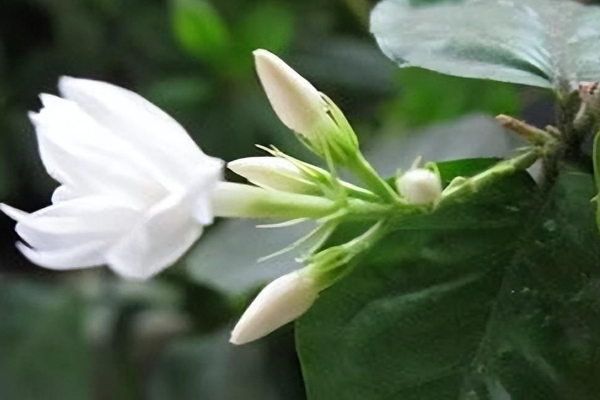 夏天开的花有哪些,夏天开花的花0种花图3