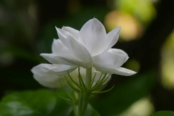 夏天开的花有哪些,夏天开花的花0种花图8