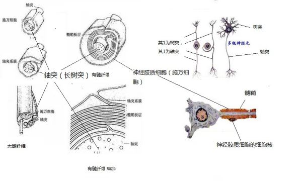 轴突外面包裹着什么,轴突将胞体发出的神经冲动传递到什么地方了图1