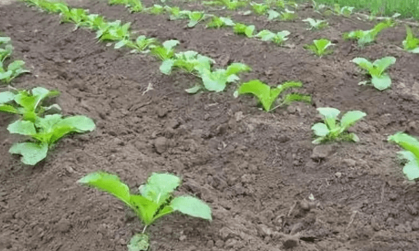 北方夏季种菜怎么样防止土壤结块,种菜养花的土易板结如何让它变松软易于生长图7