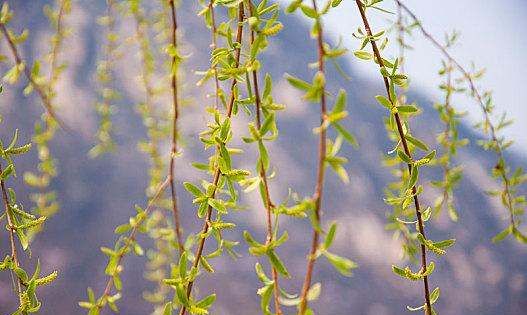 清明节的由来,清明节的起源是什么图7