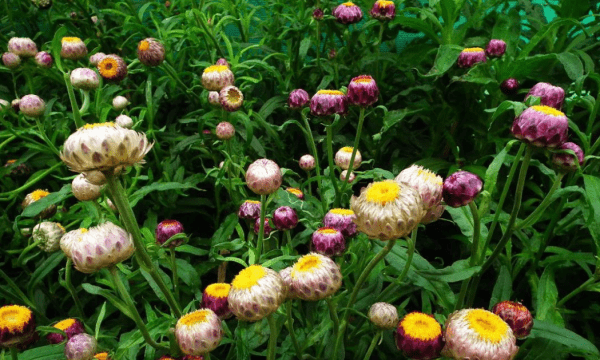 新鲜的花怎么做干花,新鲜的花怎么做成干花颜色不变色图4