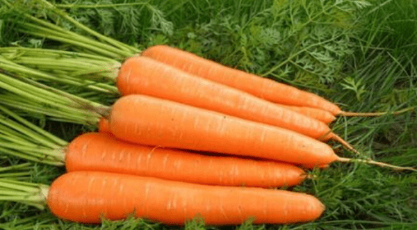 carrot的复数形式什么,carrots怎么读