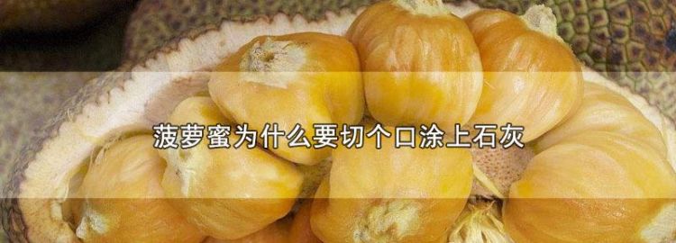 菠萝蜜为什么抹石灰,菠萝蜜为什么切开涂石灰图1