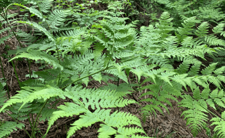 蕨菜是菌类,蕨菜是菌类植物图2