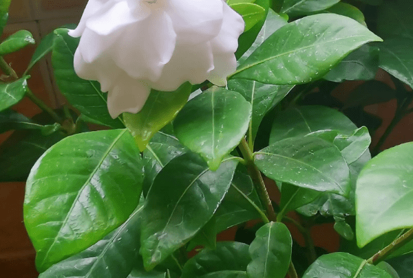 如何让栀子花生根,栀子花枝怎样生根图3