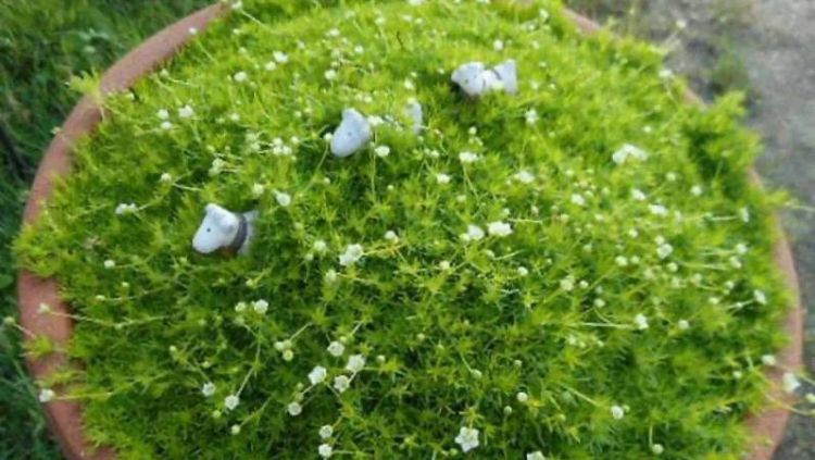 苔藓可食用,苔藓植物可以食用图3