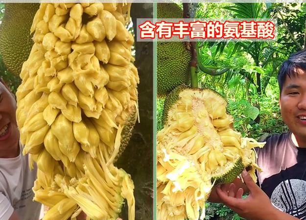 菠萝蜜应怎么样保存,菠萝蜜怎么保存时间最长图3