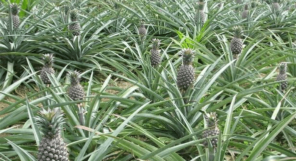 菠萝是怎么生长出来的,菠萝是长在树上还是地上 菠萝是怎么长出来的图3