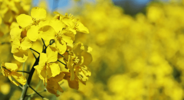 油菜花花期是几月,油菜花几月开花哪个季节图2