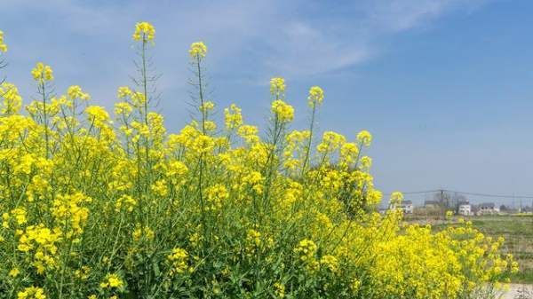 油菜花花期是几月,油菜花几月开花哪个季节图5