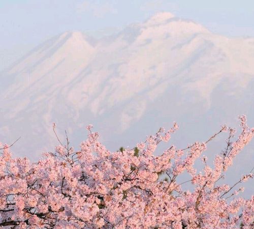 与樱花有关的爱情语录,关于樱花的唯美伤感句子表达爱情带有什么含义图3