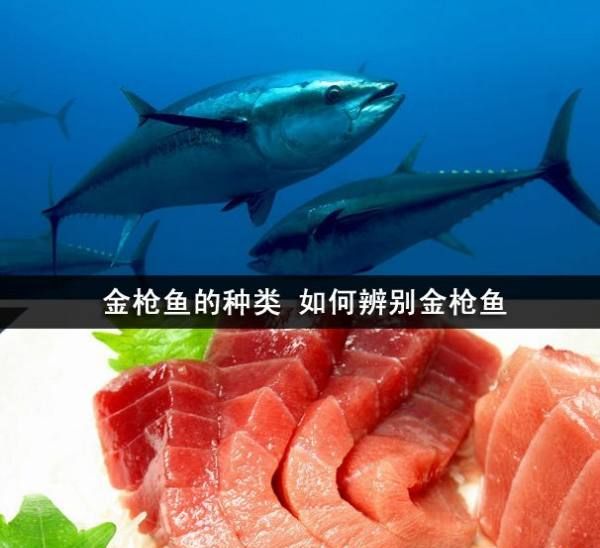 怎么区别鲣鱼和金枪鱼,鲣鱼肉和金枪鱼肉的区别图3