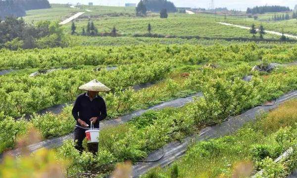 怎么给蓝莓幼苗上肥料,大棚蓝莓施肥管理技术图2