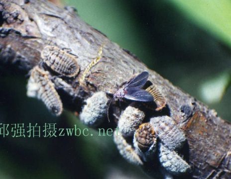 草屡是什么动物,能大量吞食细菌使污水净化的单细胞生物是图1