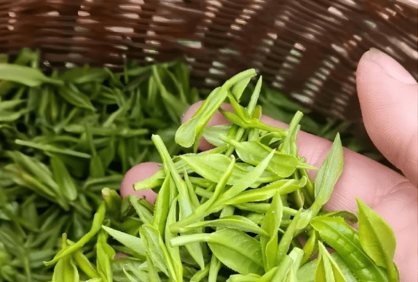 明前茶和雨前茶有什么区别,龙井明前茶和雨前茶的区别图2