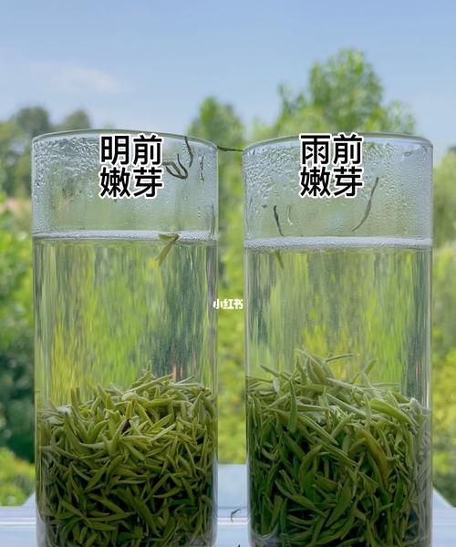 明前茶和雨前茶有什么区别,龙井明前茶和雨前茶的区别图6