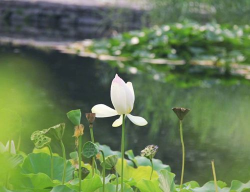 夏末的寓意是什么,有人被困在仲夏末什么意思图2