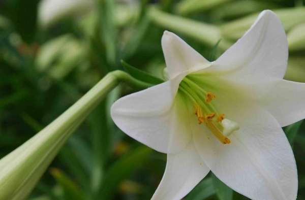 如何让百合花长得矮壮,怎样栽培百合花图1