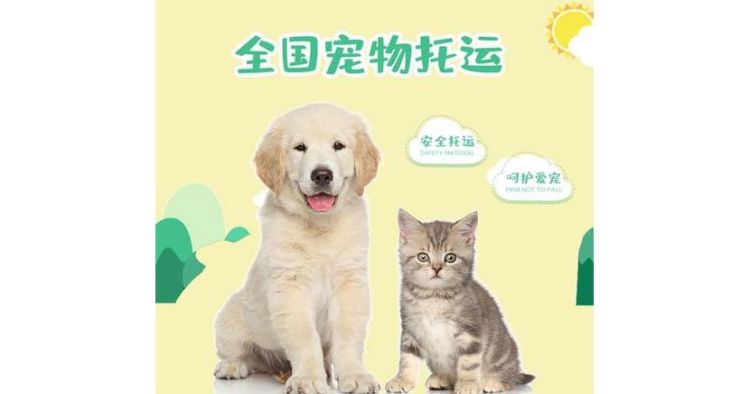 高铁宠物如何托运,高铁可以托运宠物猫么图3