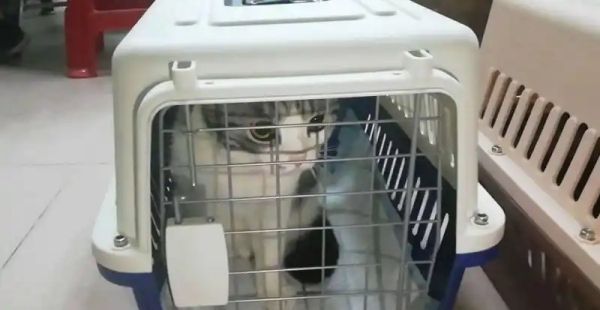 高铁宠物如何托运,高铁可以托运宠物猫么图4