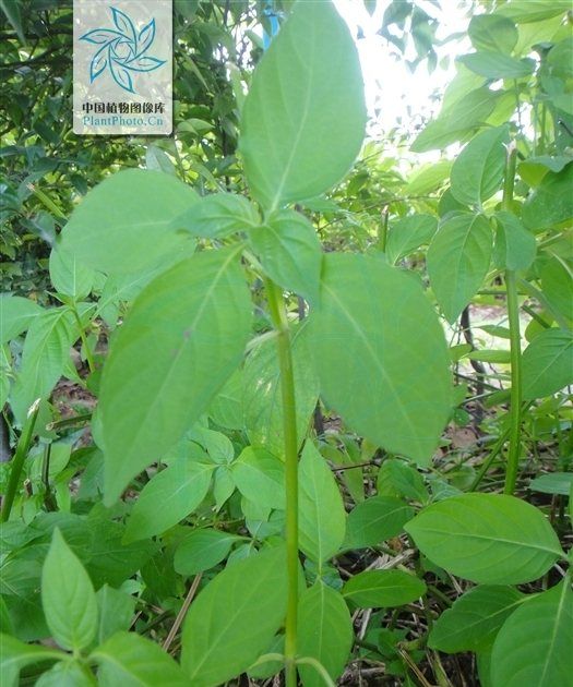 宽叶十万错能当菜吃,土豆叶子能当菜吃