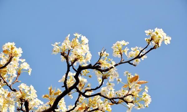 与梨花有关的名言,赞美梨花的诗句千古名句有哪些图5