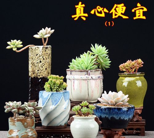 多肉植物无孔花盆怎么栽培,可以用无孔的花盆养多肉图2