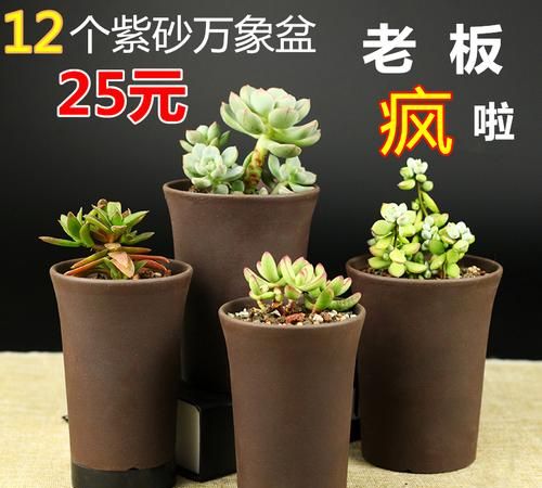 多肉植物无孔花盆怎么栽培,可以用无孔的花盆养多肉图3