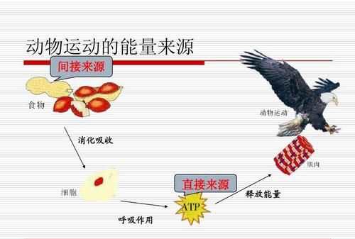 动物运动的意义是什么,运动对动物生存的意义是图4