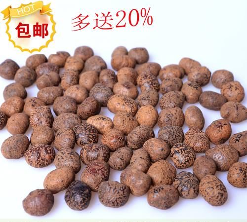 菩提子原籽怎么去皮,菩提子用什么工具能做成戒指状的图1