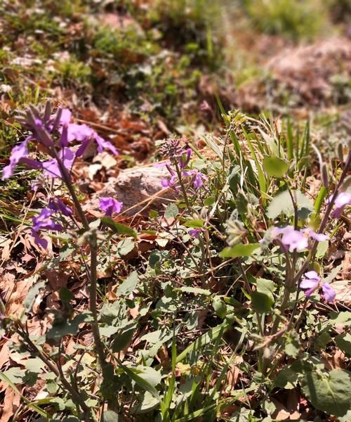 春对什么山花对什么,红花对什么