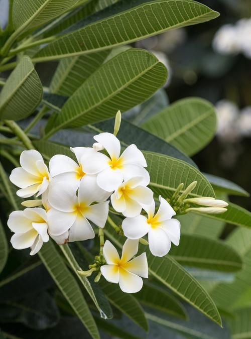 鸡蛋花是什么,鸡蛋花是什么植物的花图3