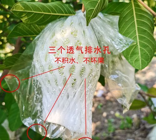 番石榴怎么预防果蝇虫,番石榴果子里面有虫怎么治理图1