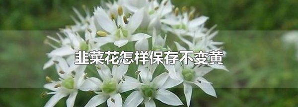 韭菜花一般在几月上市,韭菜花怎么样保存才不变颜色