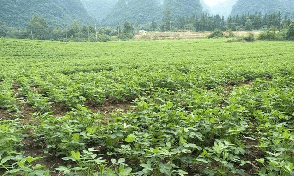 花生种下去要多长时间才能收获,花生生长期多少天收获图2