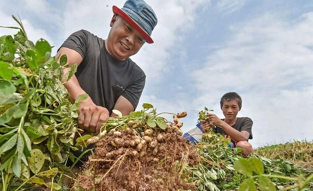 花生种下去要多长时间才能收获,花生生长期多少天收获图3