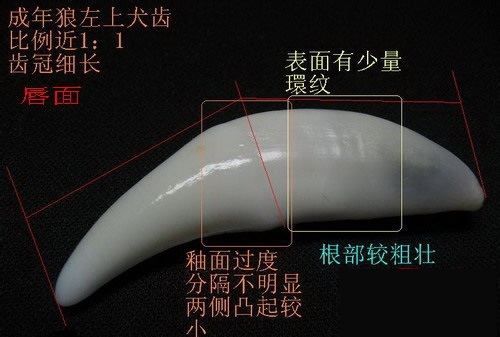 真假狼牙鉴别方法,狼牙和狗牙如何辨别真假图8