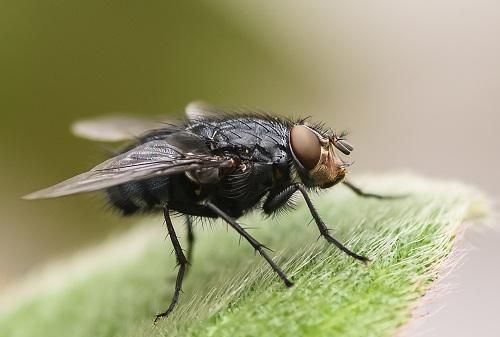 夏天苍蝇多怎么灭苍蝇,怎么灭苍蝇 最有效图1