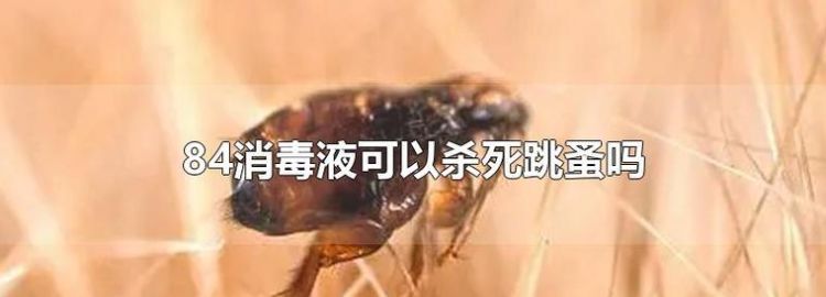 84可以杀跳蚤,84消毒液能杀死跳蚤和螨虫图3