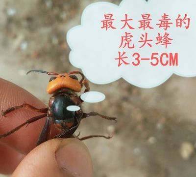 马蜂怕风油精的味道,家里养了蜜蜂能洒风油精图1